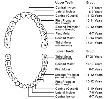 Tooth Surfaces Chart